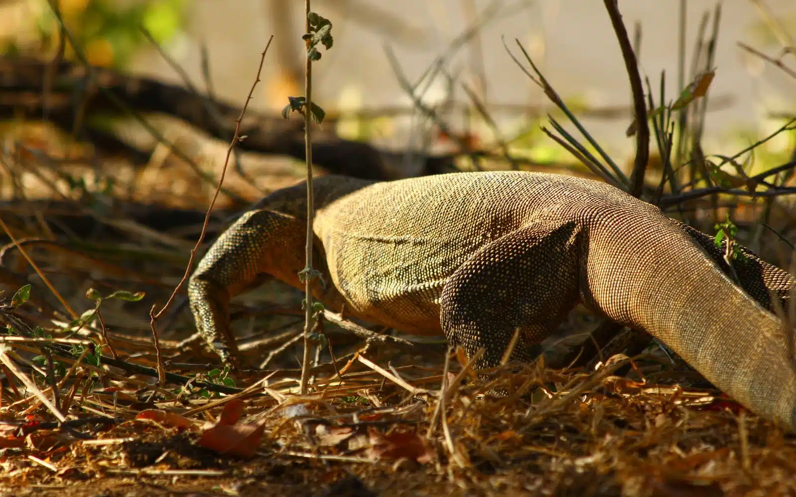 safari afrique du sud reptile