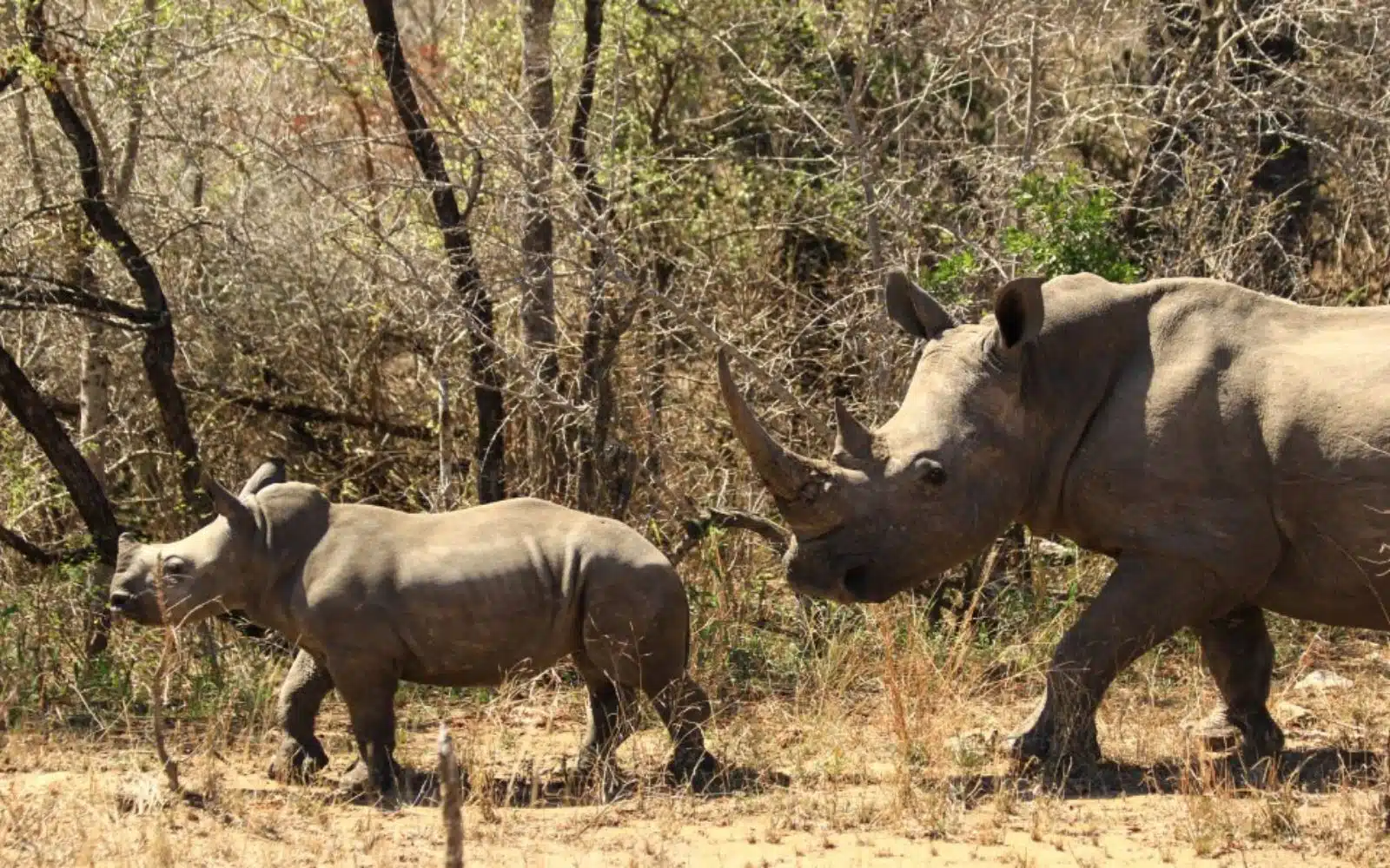 safari kenya bébé rhino