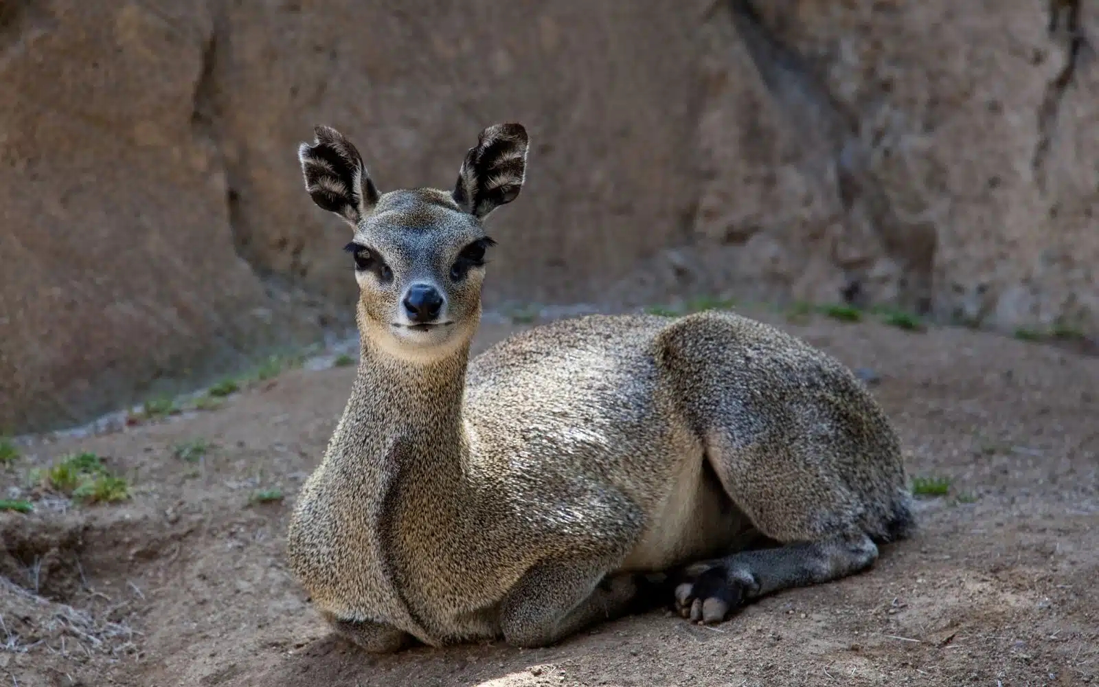 safari kenya kopje antilope