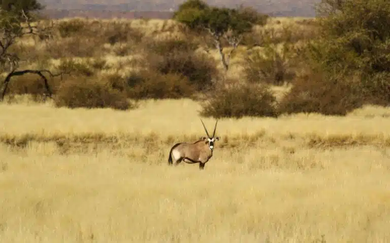 Namibie en VO - Namibie | En petit groupe