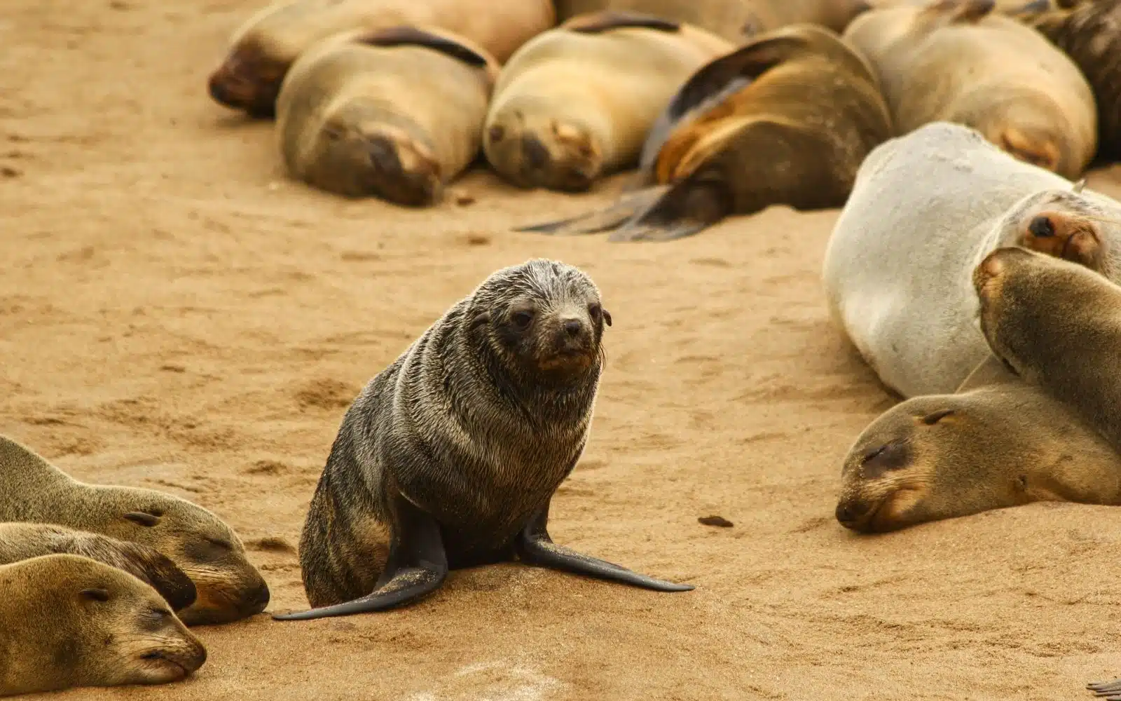 safari namibie otarie bébé
