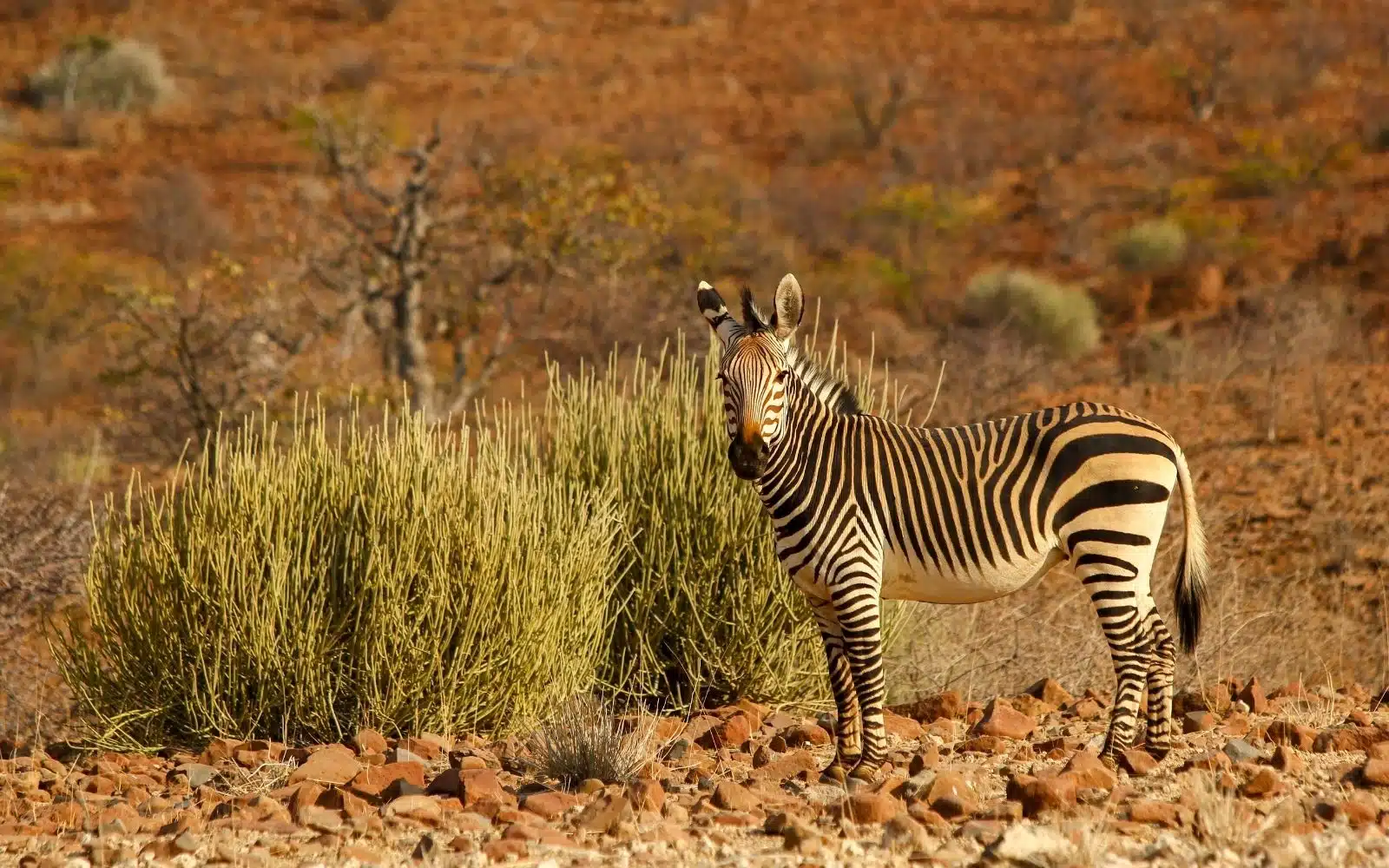 safari namibie savane zèbres