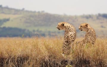 quand partir afrique du sud décembre
