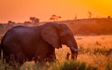 quand partir afrique du sud juin