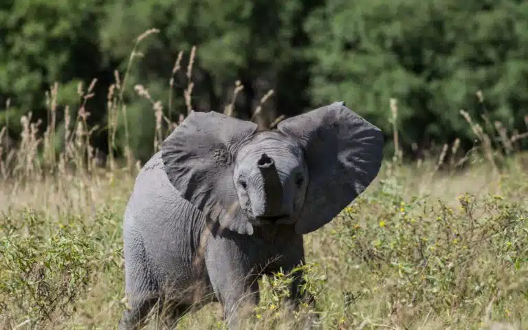 Les éléphanteaux du Kenya - Kenya | Voyage sur mesure