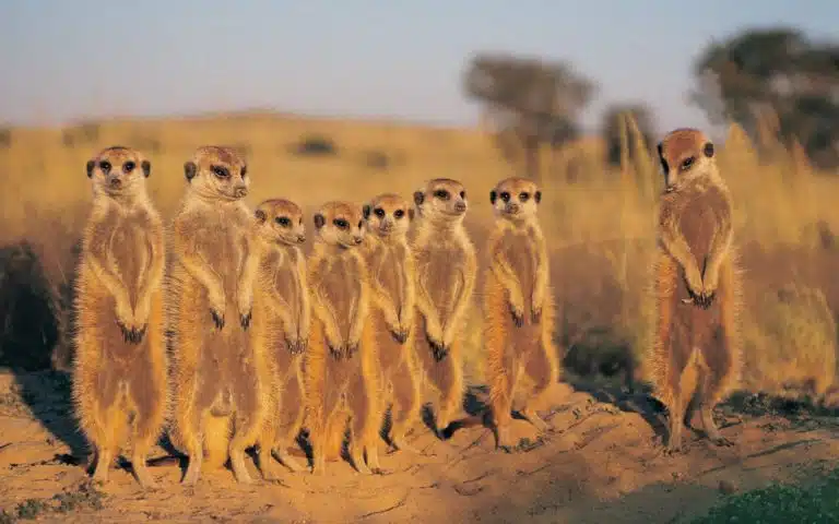 Cap, Cederberg, Namaqualand et Kalahari - Afrique du Sud | Voyage sur mesure