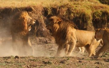 quand partir kenya aout