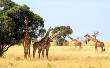 quand partir kenya décembre