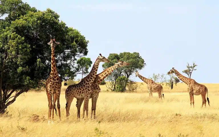 Un autre Kenya - Kenya | Voyage sur mesure