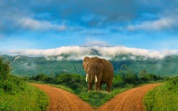 quand partir kenya juillet