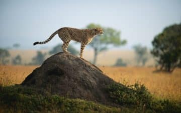 quand partir kenya mai