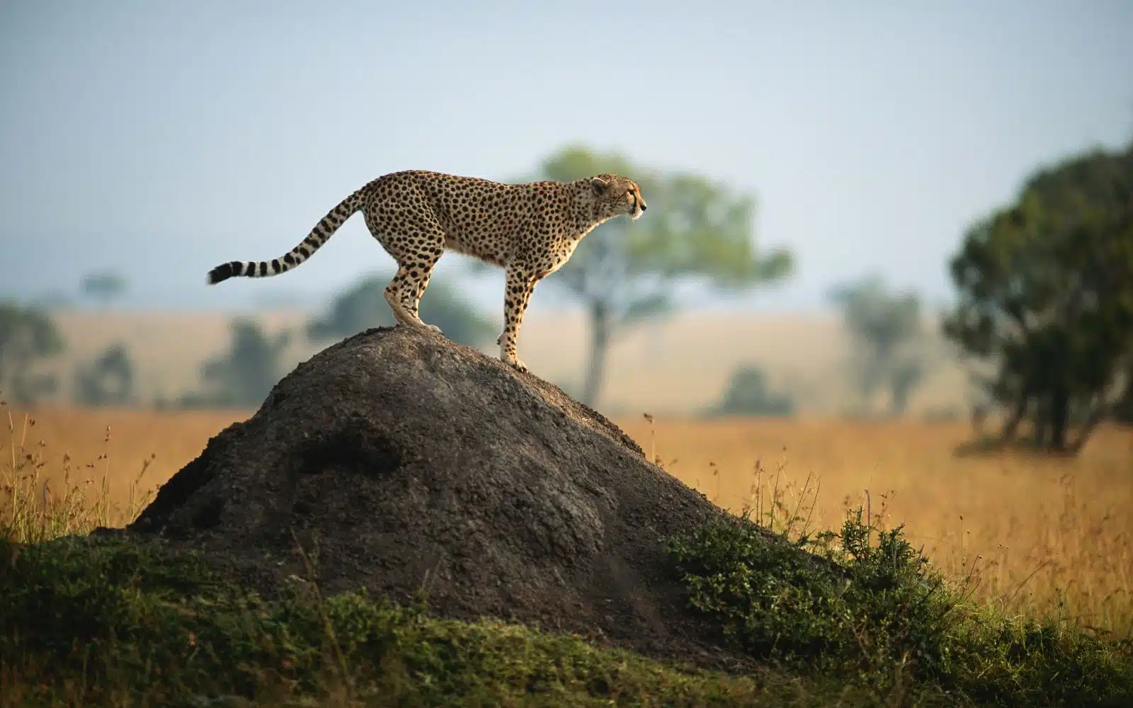 quand partir kenya mai