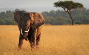 quand partir kenya mars