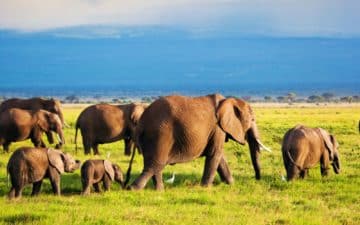 quand partir kenya novembre