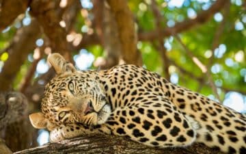 quand partir kenya octobre