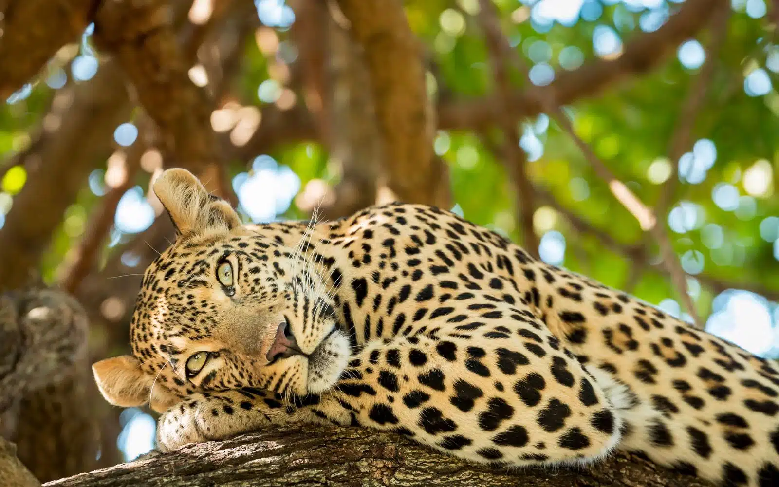 quand partir kenya octobre