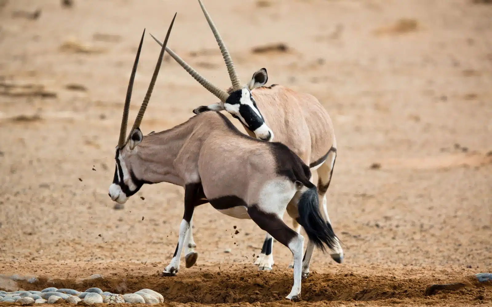 quand partir namibie juillet