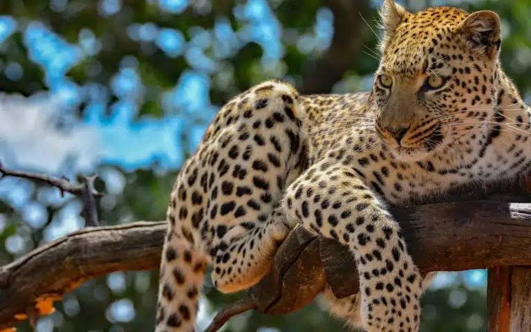 Un classique du Kenya - Kenya | Voyage sur mesure