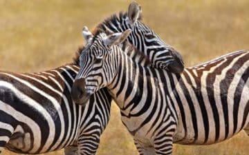 quand partir tanzanie mars