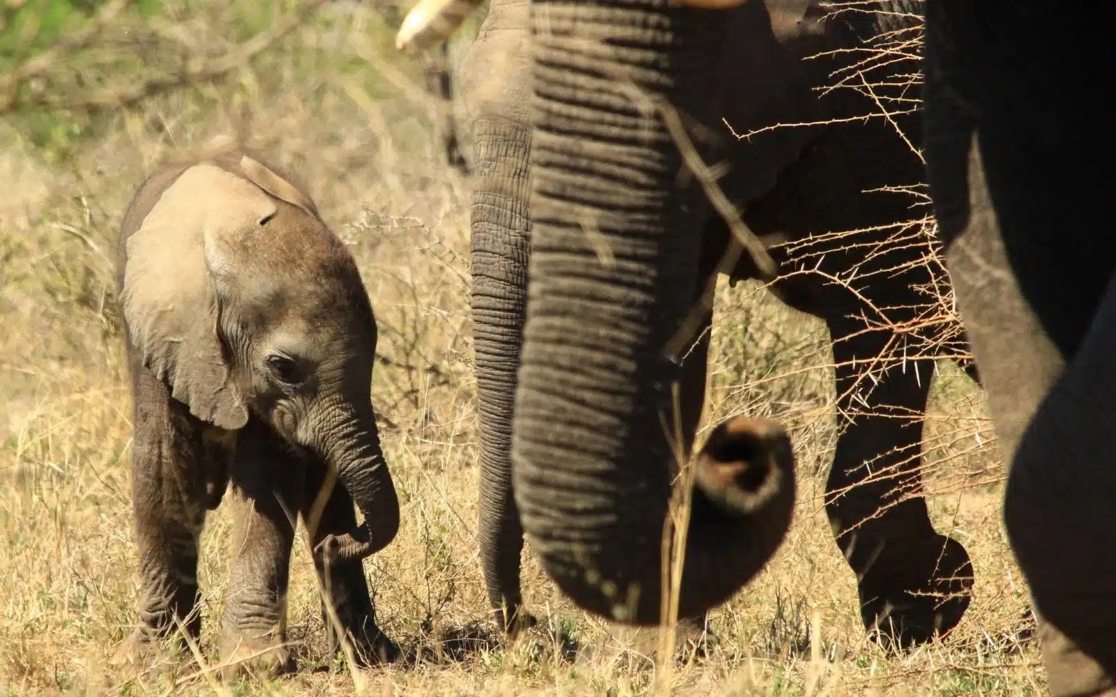 safari afrique du sud éléphants