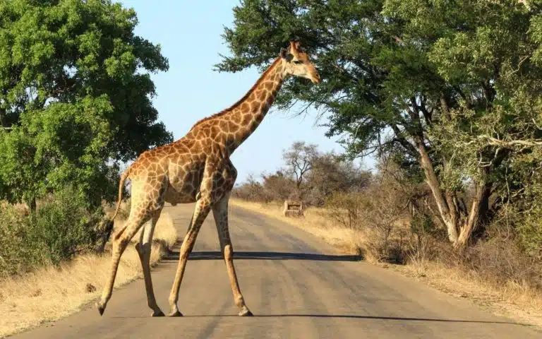 Mpumalanga et Kruger - Afrique du Sud | Voyage sur mesure