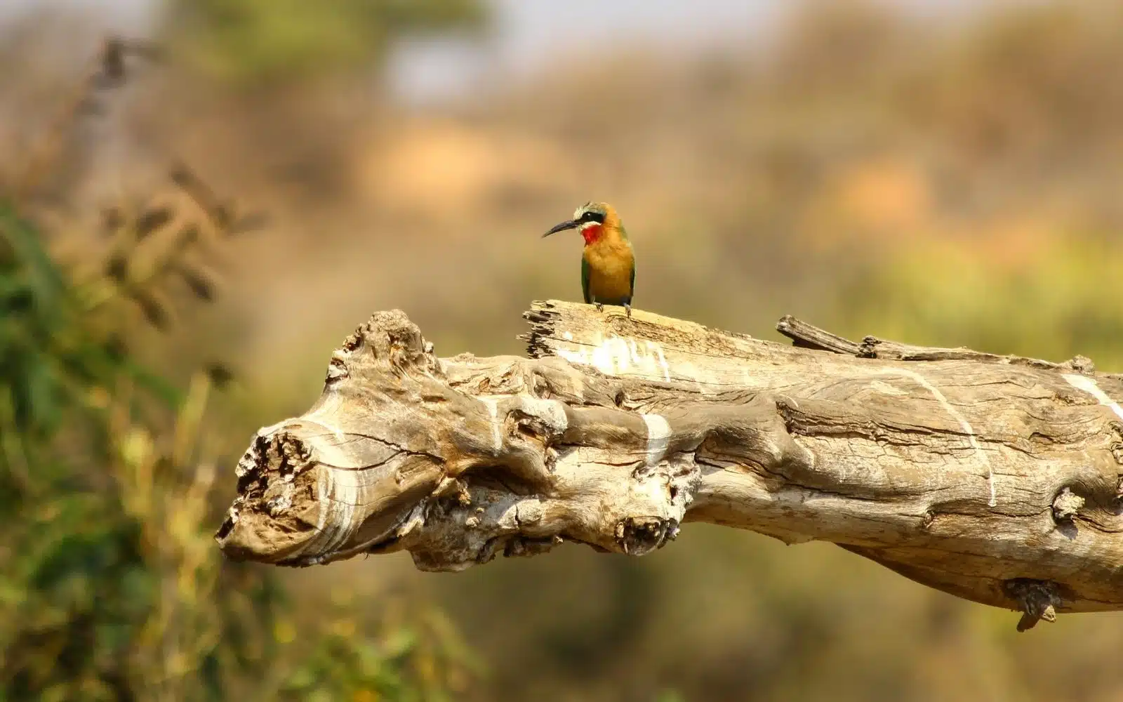 safari afrique du sud guepier