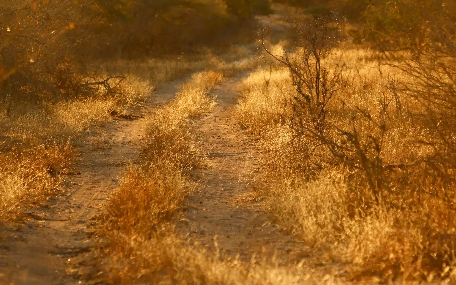 safari afrique du sud savane chemin