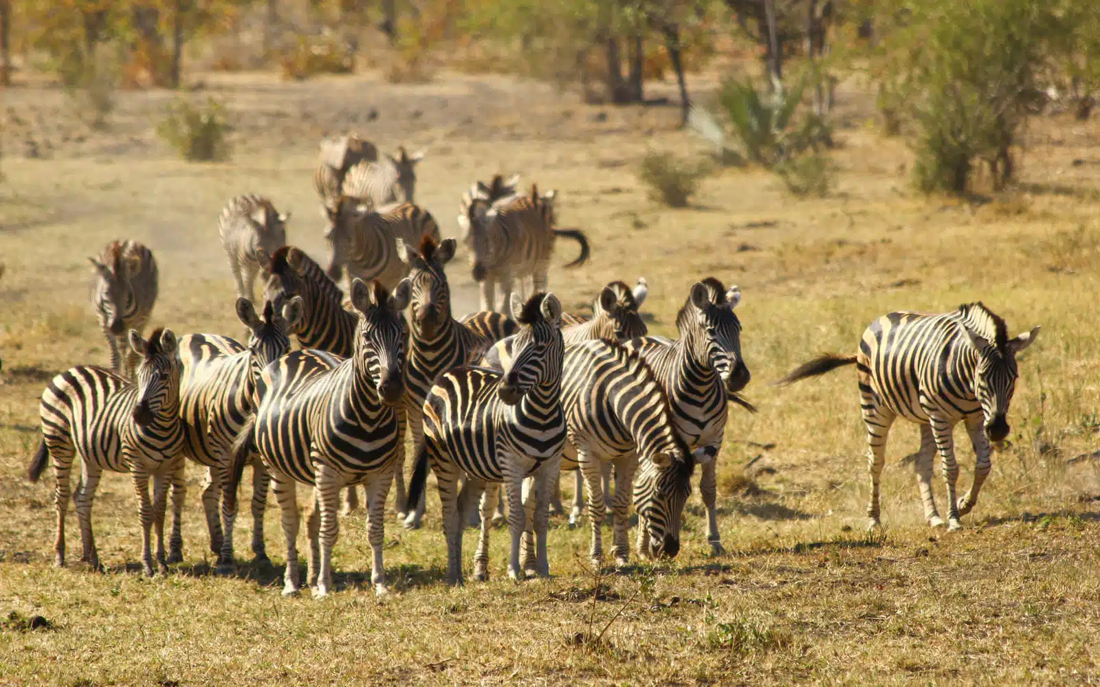 safari afrique du sud troupeau zebres