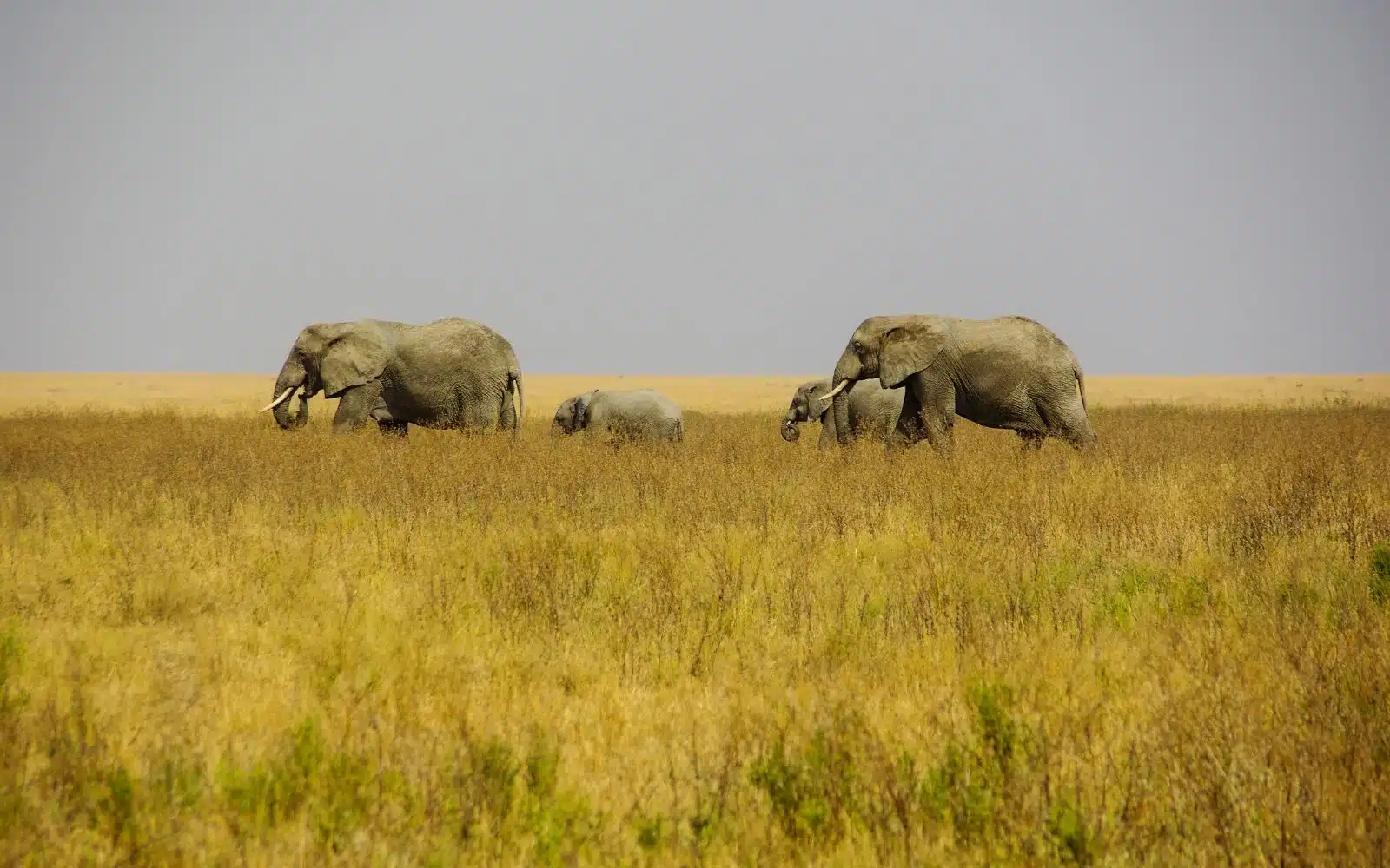 safari tanzanie éléphants