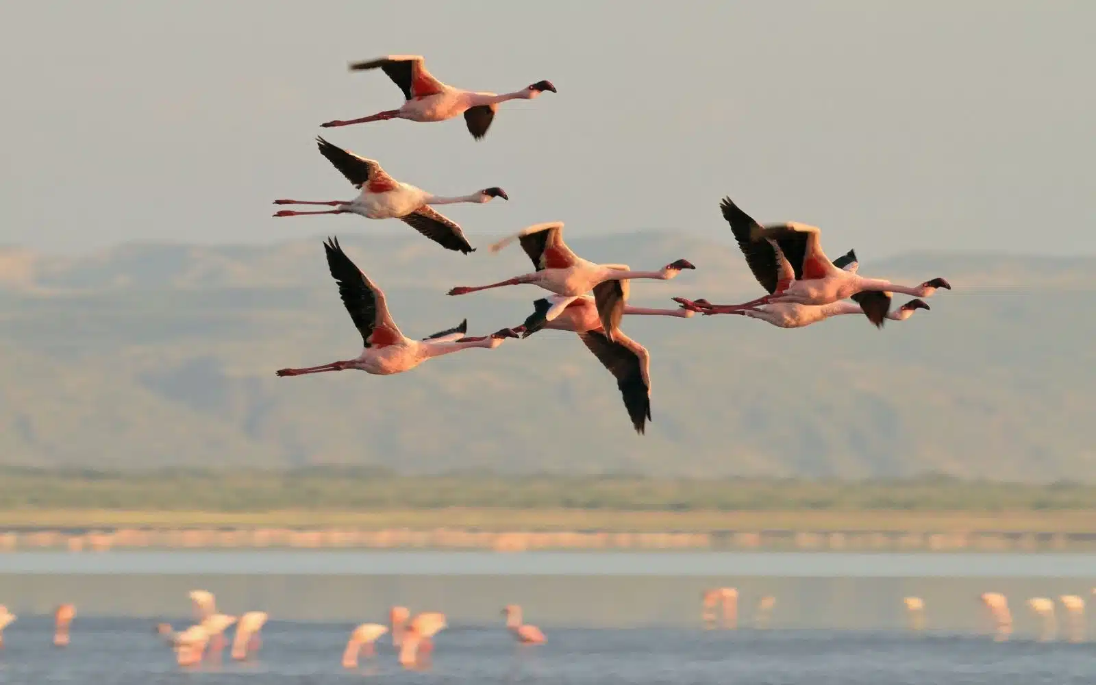 safari tanzanie lac-natron flamands roses