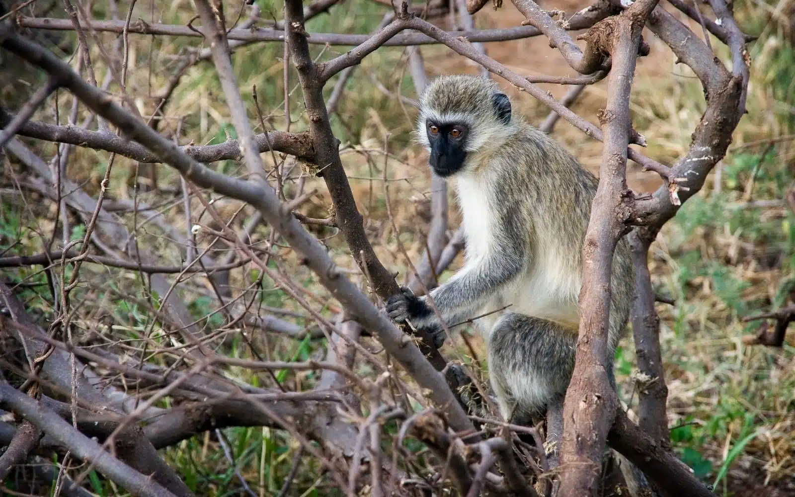 safari tanzanie ruaha-national- ark-singe-aspect-ratio-1600-1000