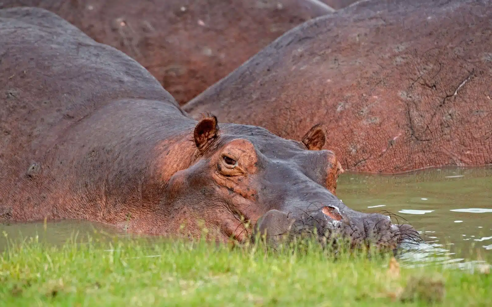 safari tanzanie selous national park hippopotames