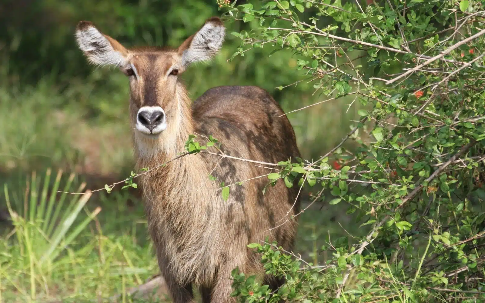 safari tanzanie selous national park