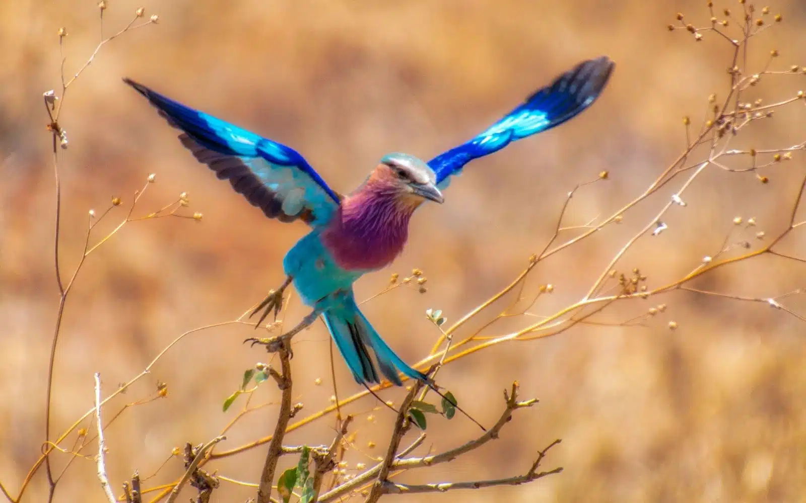 safari tanzanie tarangire oiseau