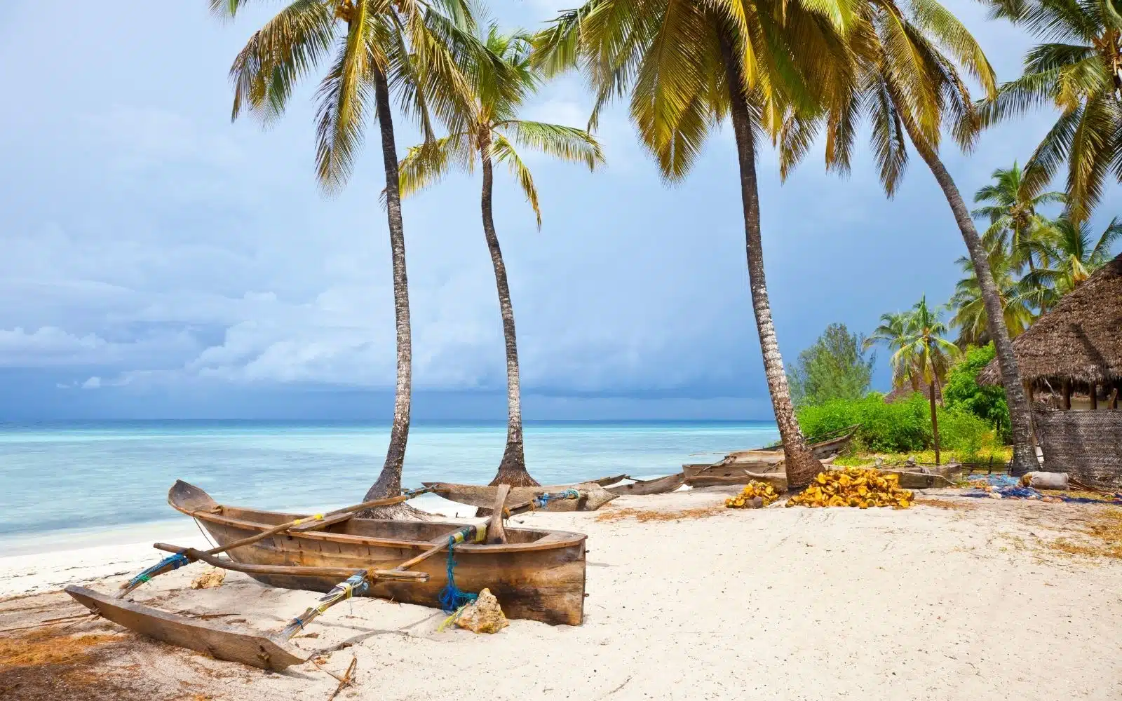 safari zanzibar plage palmier
