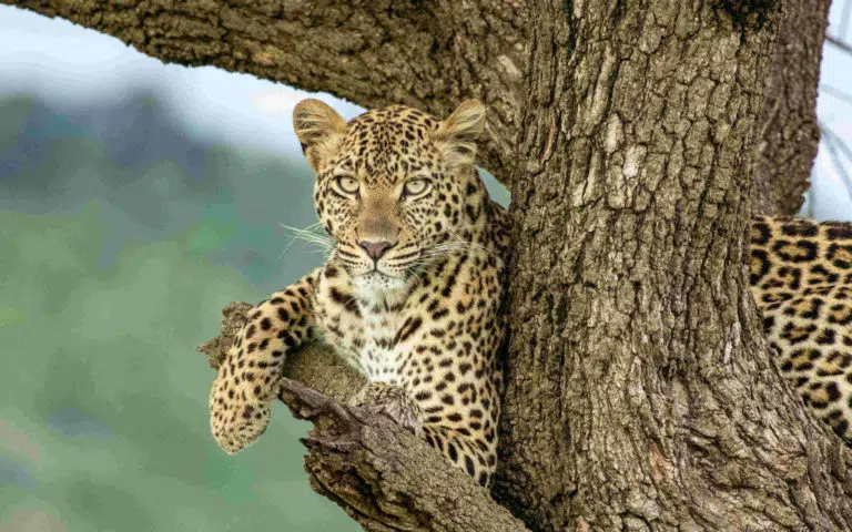 Kenya en VO - Kenya | En petit groupe