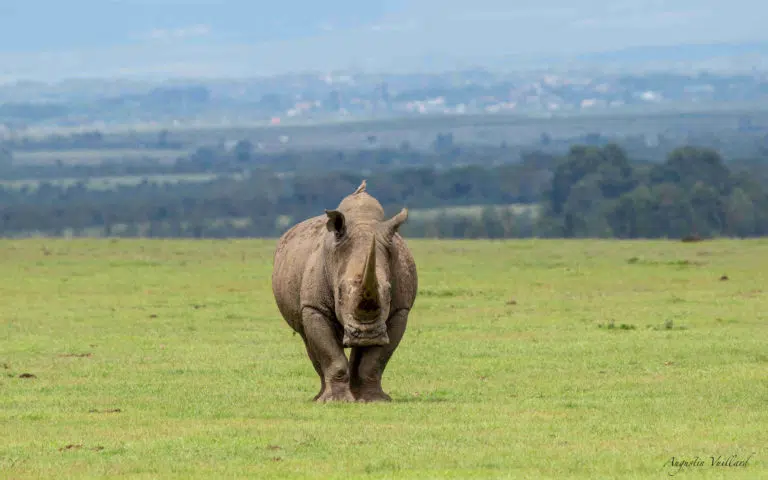 Kenya intimiste et séjour balnéaire - Kenya | Voyage sur mesure