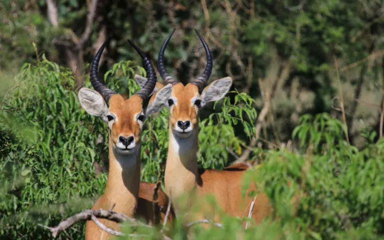 L&rsquo;Ouganda à l&rsquo;infini - Ouganda | Voyage sur mesure