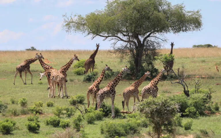 Un concentré d&rsquo;Ouganda - Ouganda | Voyage sur mesure