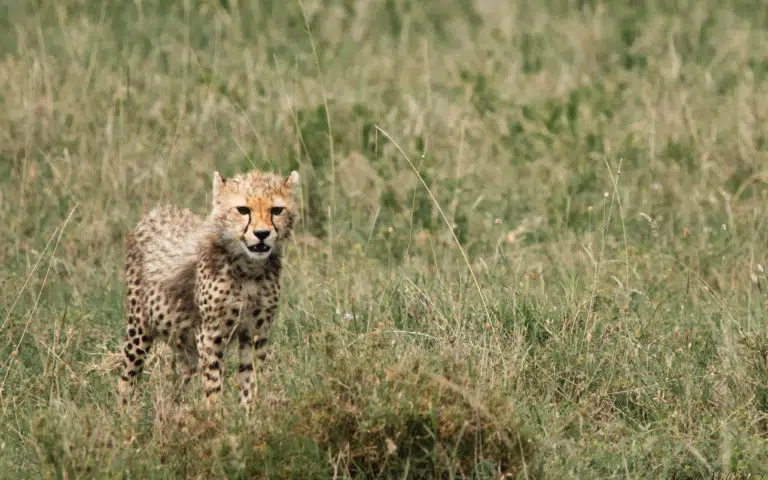 Kopjes, savanes et plaines infinies - Kenya | Voyage sur mesure
