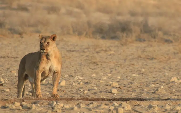 Kruger et Kalahari - Afrique du Sud | Voyage sur mesure