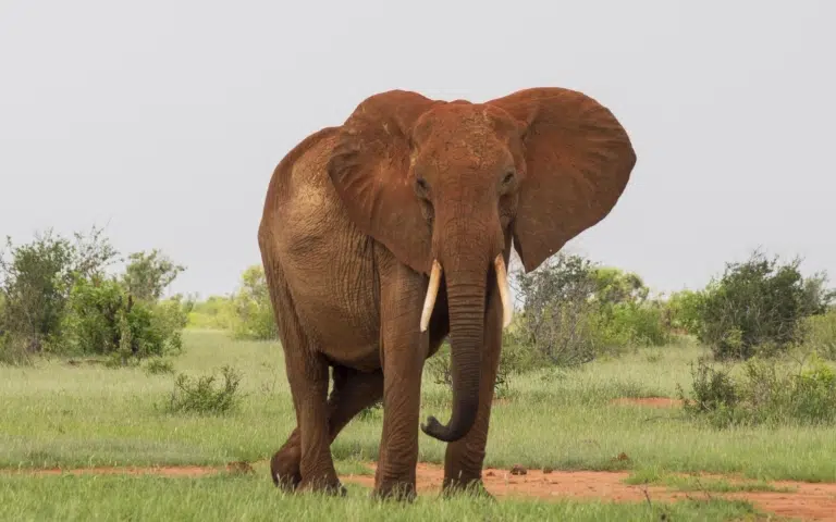 Cocotiers, mangroves et safari - Kenya | Voyage sur mesure