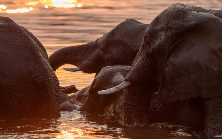 Visions d&rsquo;Afrique australe - Afrique du Sud > Zimbabwe | En petit groupe