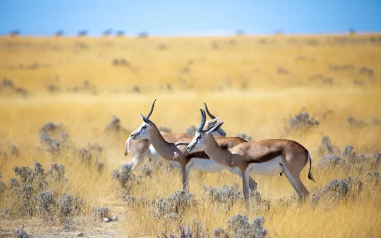 Impressions de Namibie - Namibie | En petit groupe